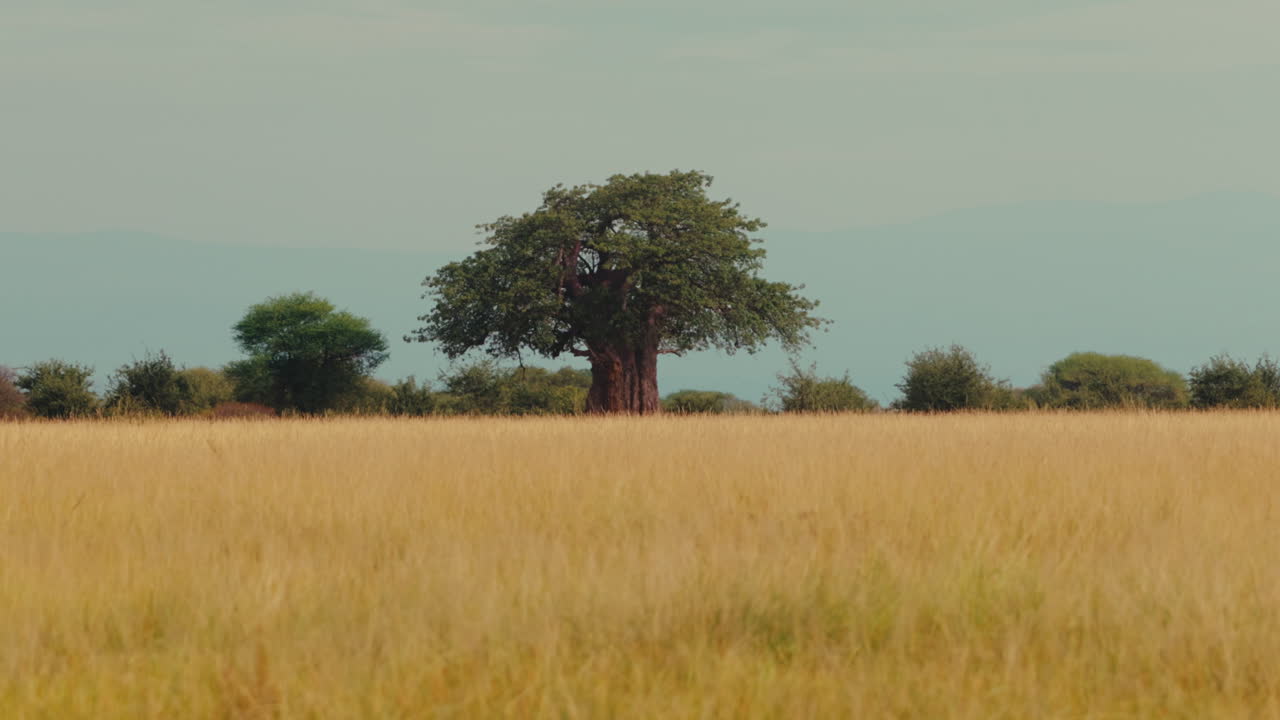 Baobab Tree in an African Savanna