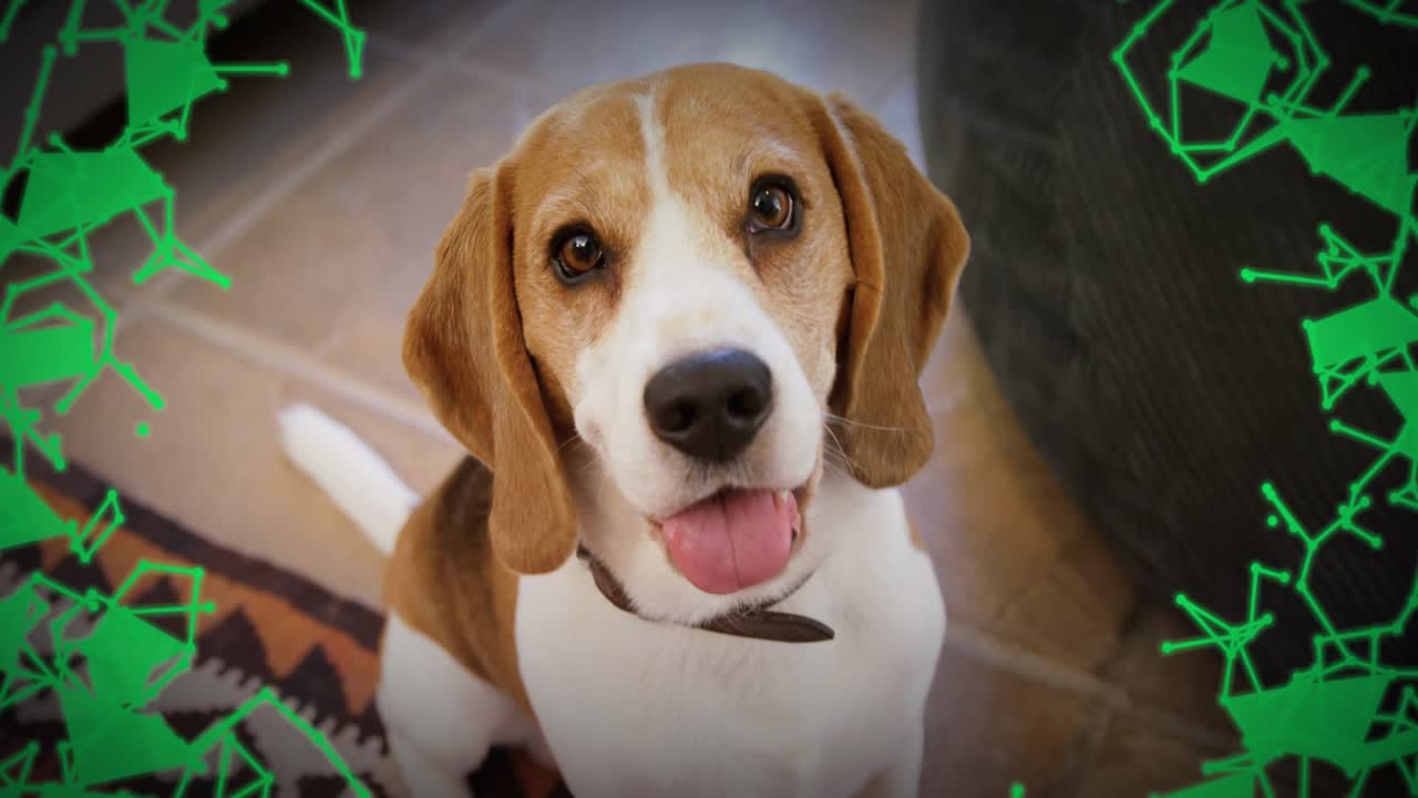Beagle wearing collar panting on rug initiating swirling green particle overlay showing technology