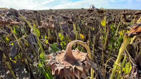 large plantation of ripe sunflower ready for harvest large plantation of ripe sunflower ready for harvest dry sunflower