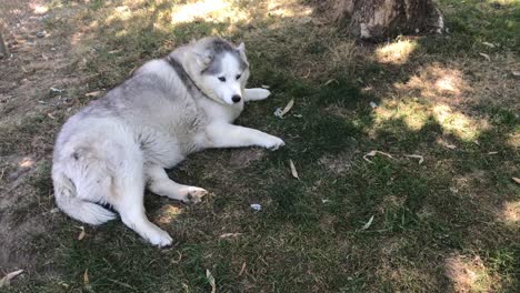 a cute, older husky relaxes in the shade in a fenced in yard, looking at the camera