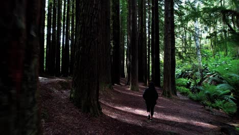 drone follows girl exploring massive california redwood forest