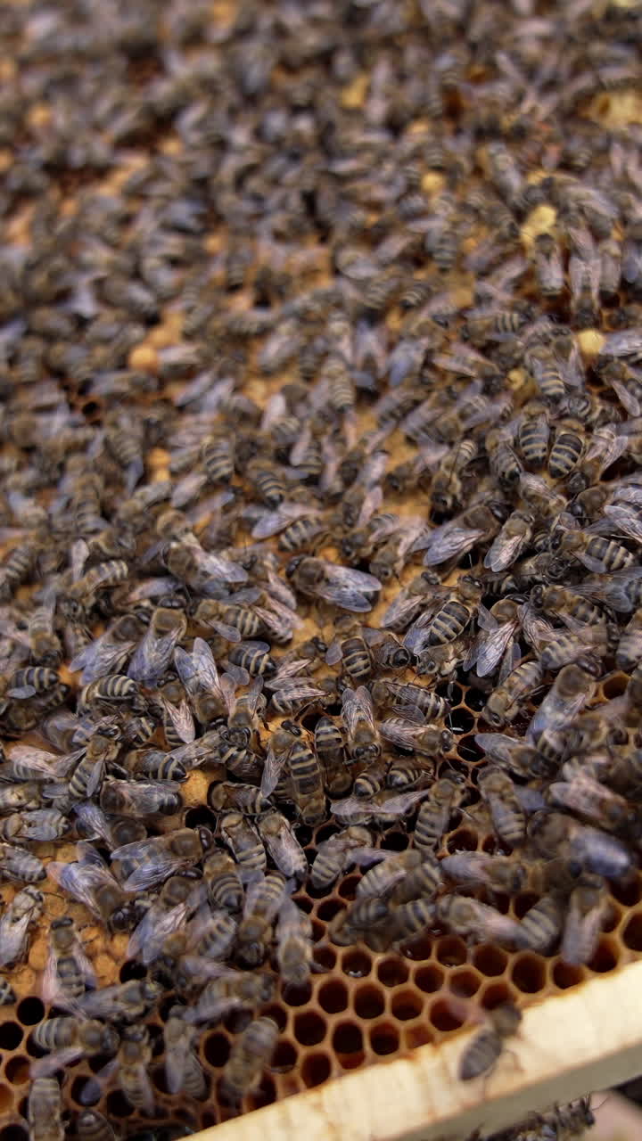 Busy bees sealing honeycombs. Frame full of bees working. Honey insects crawling on honeycomb filling cells with organic honey. Vertical video