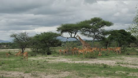 Tilt-Pan-Shot-Nach-Einer-Giraffe-Und-Einer-Herde-Von-Hirschen-Und-Gazellen-Wildtiere-Auf-Einem-Safari-Urlaubsabenteuer-In-Der-Ländlichen-Buschsavannen-Wüstennatur-Von-Tansania