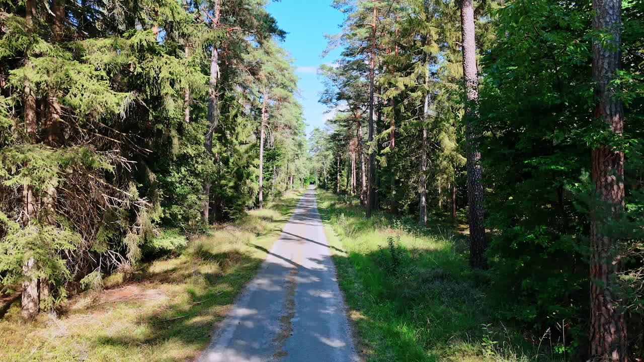 Forest path in warm midday sunlight. Shaded forest path lit by warm sunlight surrounded by tall green trees