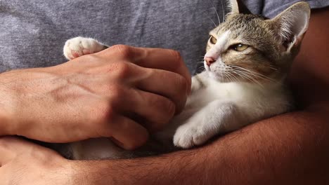 Close-up-to-a-pet-kitten-cradled-and-getting-a-gentle-loving-belly-scratches