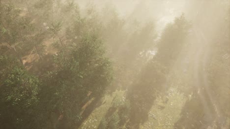 dirt-road-through-deciduous-forest-in-fog