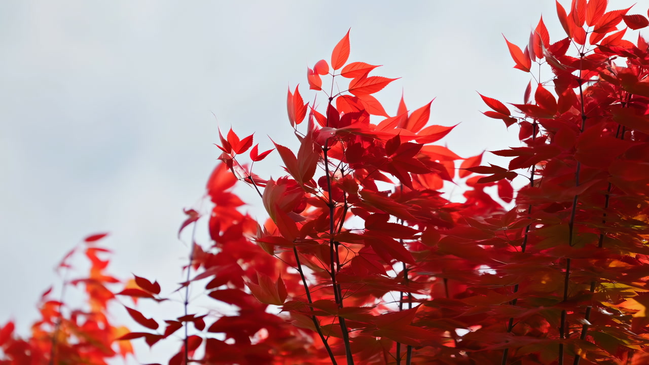 Red Maple Canopy Swaying Under Sky, Vibrant Treetop Silhouette With Layered Scarlet Foliage Gentle Breeze