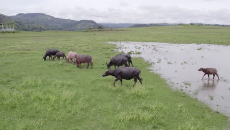 typical indonesia water buffalo grazing next to pond at sumba island, aerial