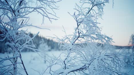 Leafless-Tree-Branches-And-Twigs-With-Hoarfrost-On-Sunset-In-Winter