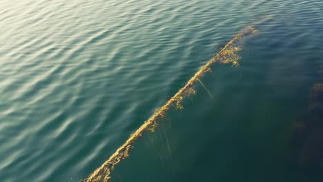 mooring rope covered with brown algae in shallow green water on a sunny summer afternoon. lofoten islands, norway.