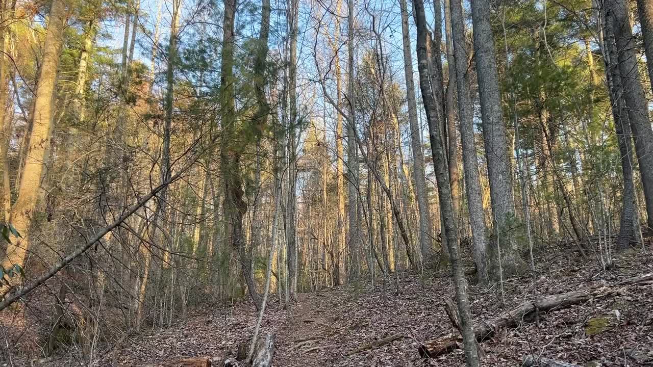 Alberi alti all'inizio della primavera, con foglie verdi che germogliano. Foglie a terra. Alti alberi della Carolina del Nord si protendono verso un cielo blu.