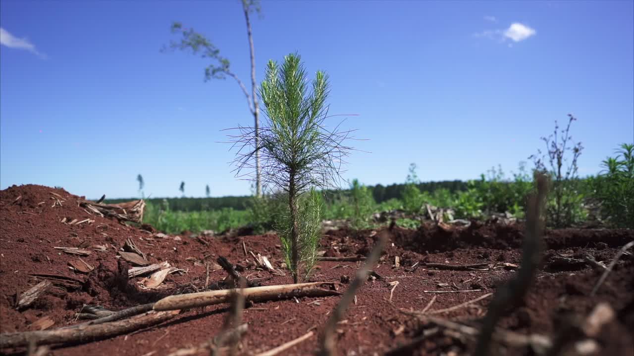 pequeño árbol de pino en un campo de reforestación