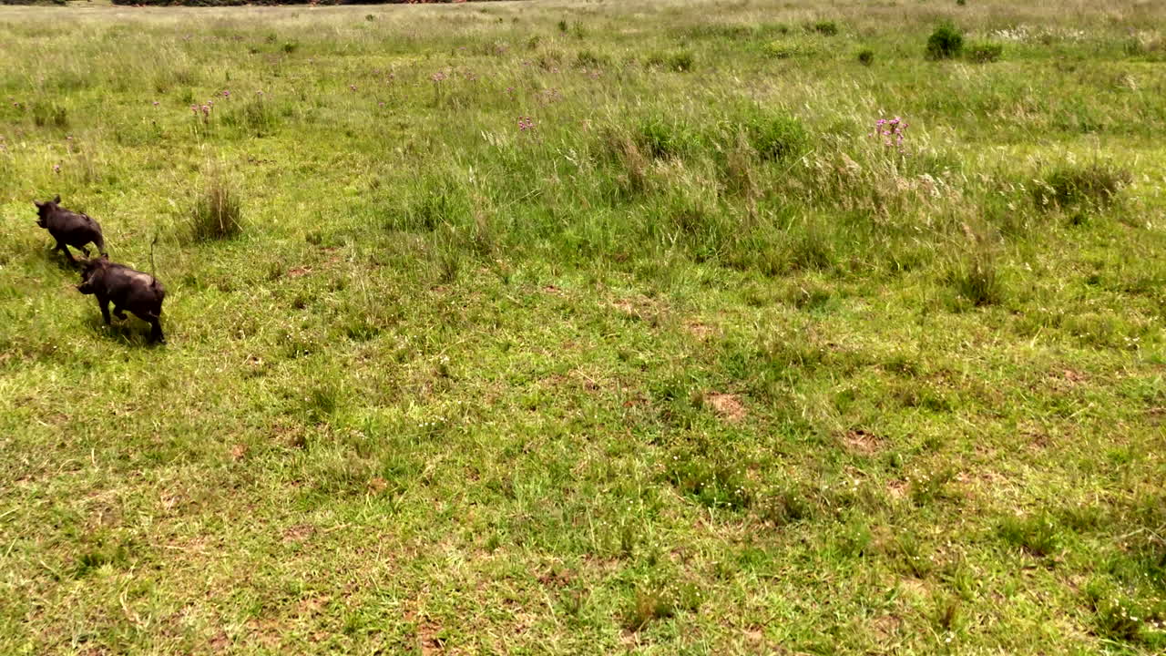 African warthogs run over lush grassy field with tails up, aerial tracking