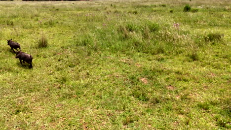 african warthogs run over lush grassy field with tails up, aerial tracking