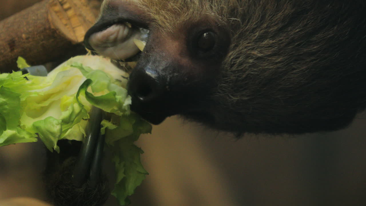primer plano de un perezoso comiendo lechuga, brasil