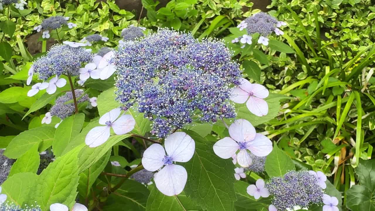 hermosas flores de hortensia púrpura y blanca floreciendo en un jardín verde exuberante