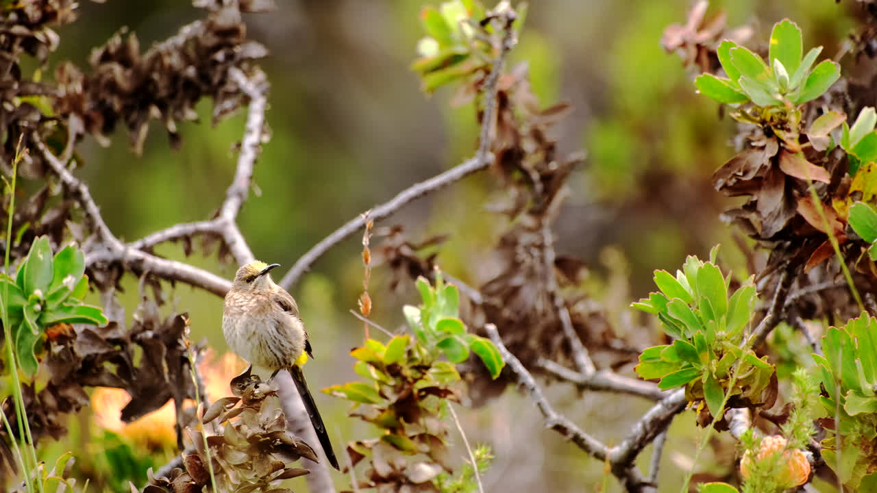 Cape Sugarbird (Promerops cafer) perched in protea bush in fynbos nature reserve