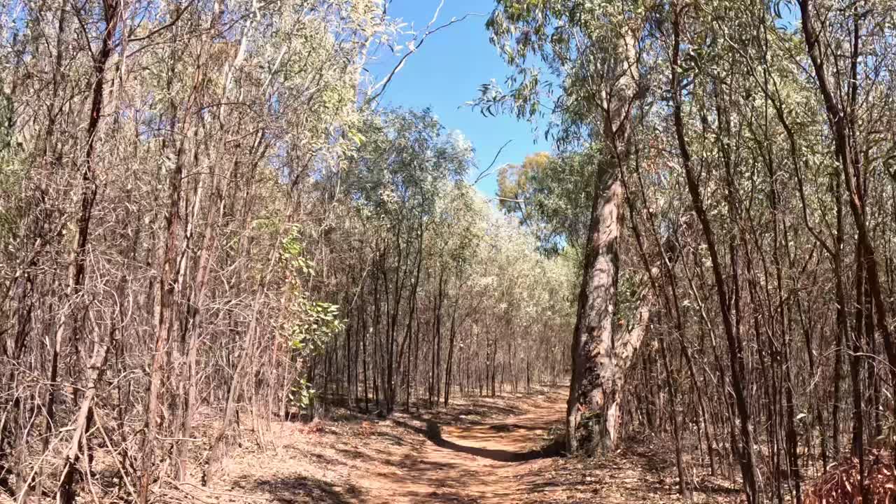 progresión a lo largo de un camino forestal a lo largo del tiempo