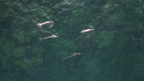 family of dolphins swimming in clear indian ocean near australian coastline