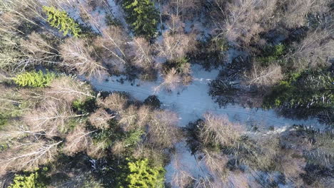 winter forest with snowy path aerial shot