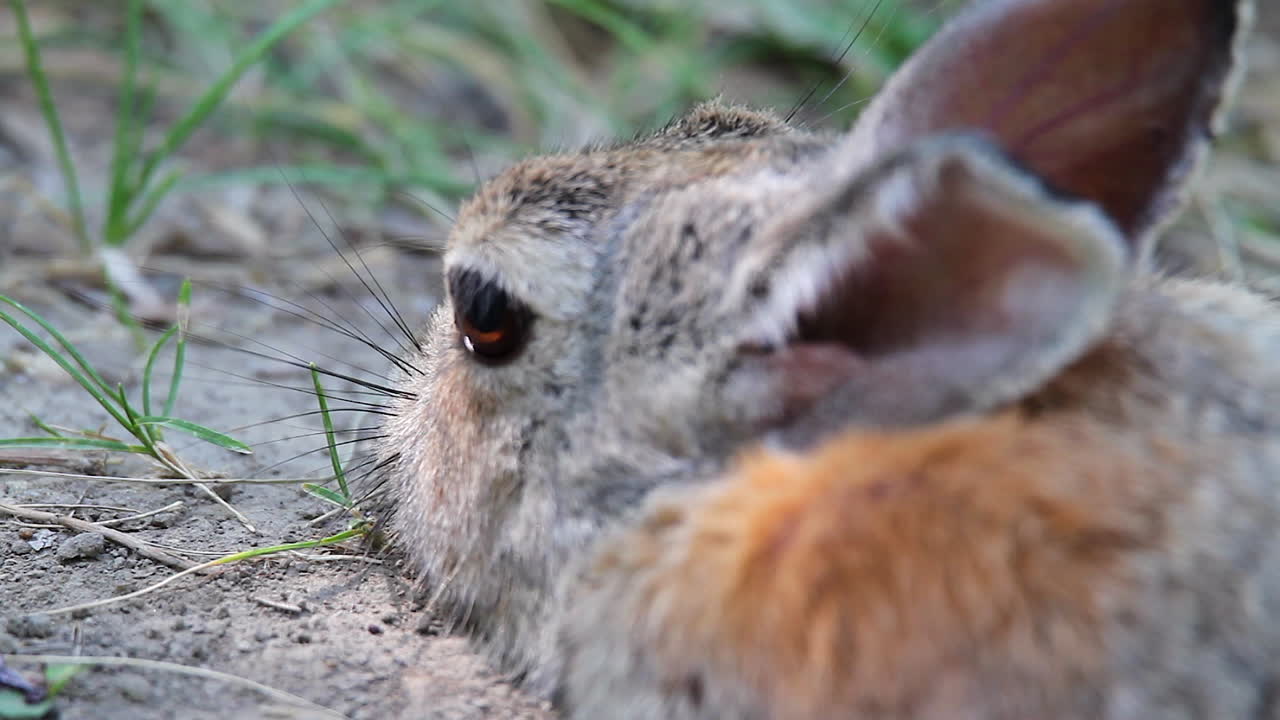 macro de primer plano: conejo lindo descansando en el suelo arenoso no molestado por las hormigas