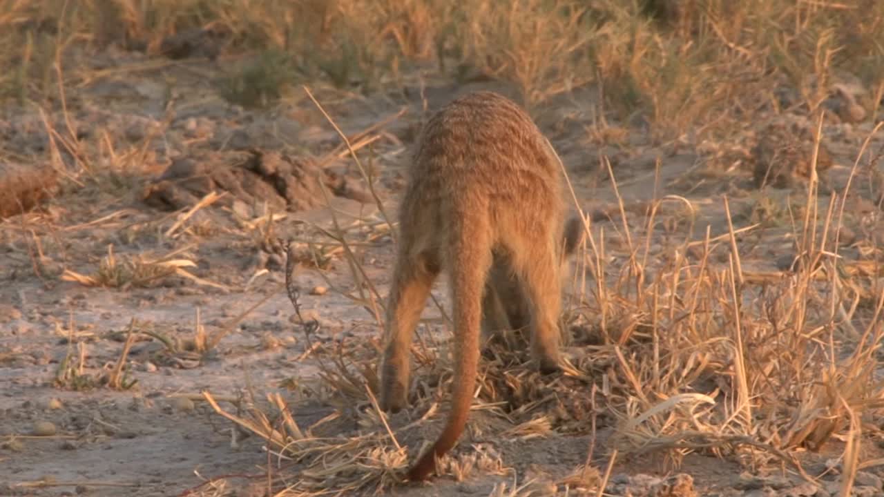 음식을 위해 건조한 사바나에서 미어캣 파기, 뒤에서 보기, 돌아서기, 중간 샷