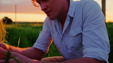 Man-touching-wheat-crops-in-field