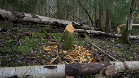 tree stump chewed and damaged by beaver in wet forest - push in wide shot