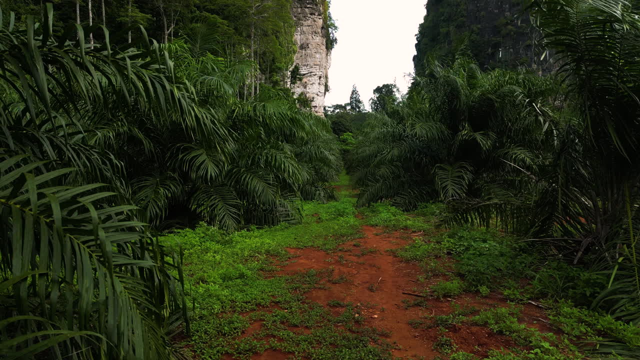 filas de palmeras de aceite que crecen en el valle de la montaña, vista aérea hacia atrás