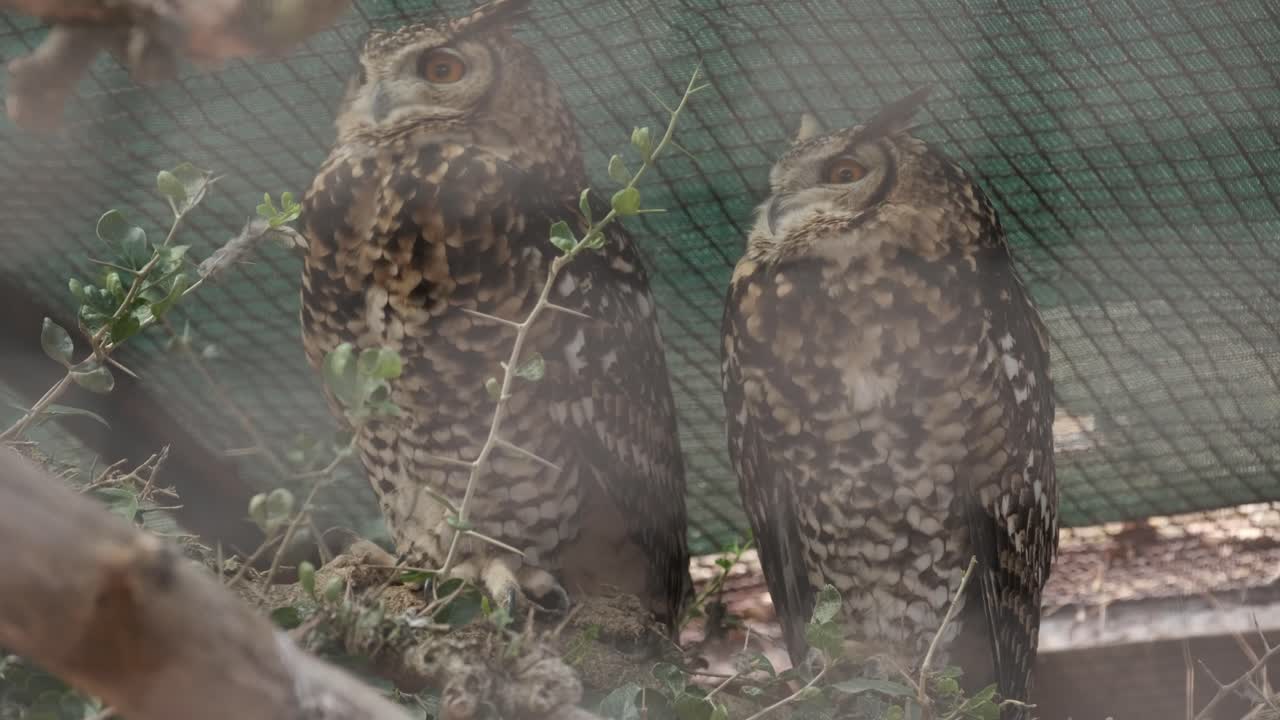 Cape Eagle Owl pair sleeping