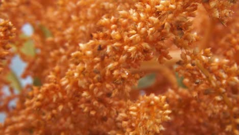 Juana's-Golden-Amaranth-Close-Up