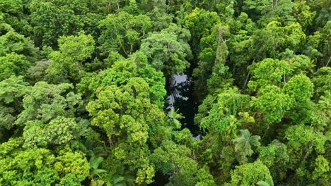 drone footage captures dense green rainforest canopy with a winding creek, showcasing vibrant foliage and natural beauty