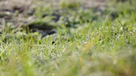 ice on green grass macro shot