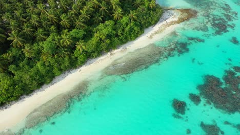 hermosa textura de laguna con aguas tranquilas y claras de color turquesa sobre arrecifes de coral y rocas cerca de la costa de la isla tropical con bosque de palmeras en barbados