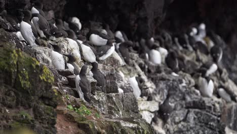 Razorbill birds colony standing on a cliff edge nesting site in Iceland.