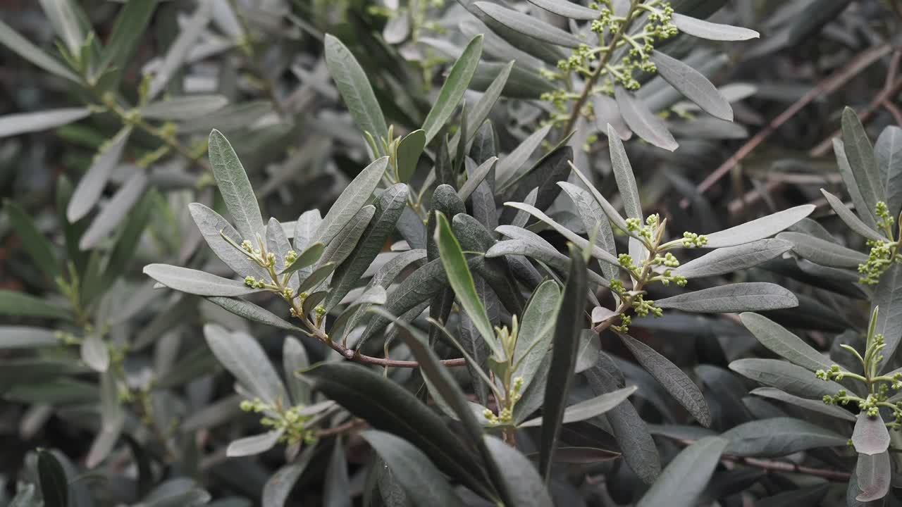 Olive Tree Branches with Leaves and Buds
