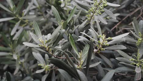 olive tree branches with leaves and buds