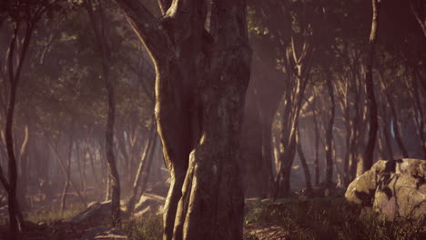 bosque encantado en luz mágica
