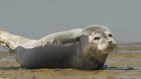 foca común individual durmiendo y despertándose continuamente en la playa de arena de la isla de texel, países bajos
