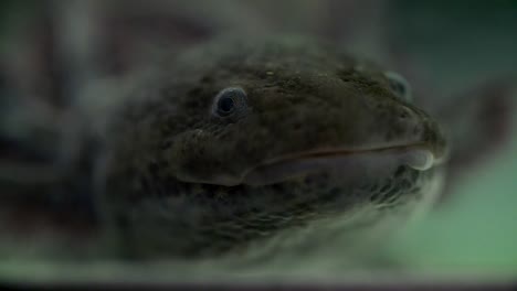 Axolotl-swimming-in-water-tank