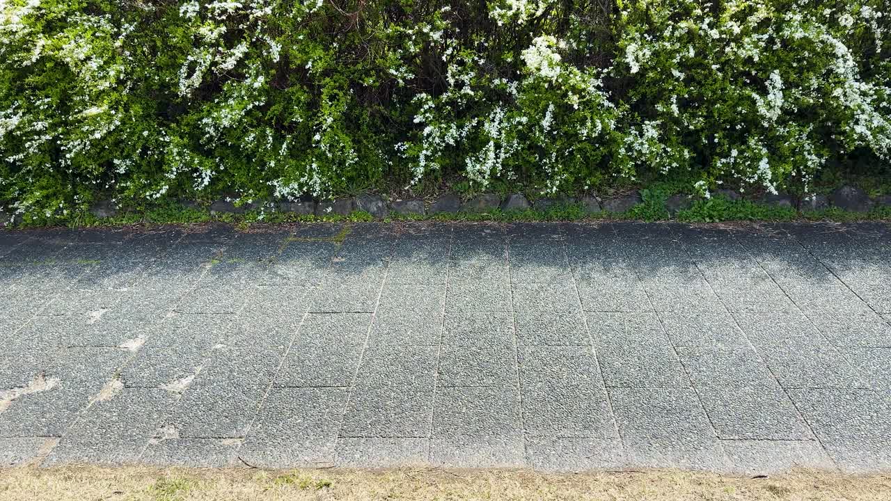 A man rides a blue bicycle along a stone path beside blooming white flower bushes