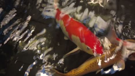 cute and happy white, yellow, and red koi fish swimming around in the pond gasping for air and looking for foods