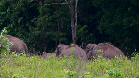 Los-Elefantes-Asiáticos-Son-Especies-En-Peligro-De-Extinción-Y-También-Son-Residentes-De-Tailandia