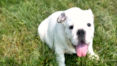 beautiful white brown english bulldog, beautiful face sitting on grass, nature background. concept: a parodist dog, favorite animals, true friends, a dog's pedigree, a friend's dog, a small wool.