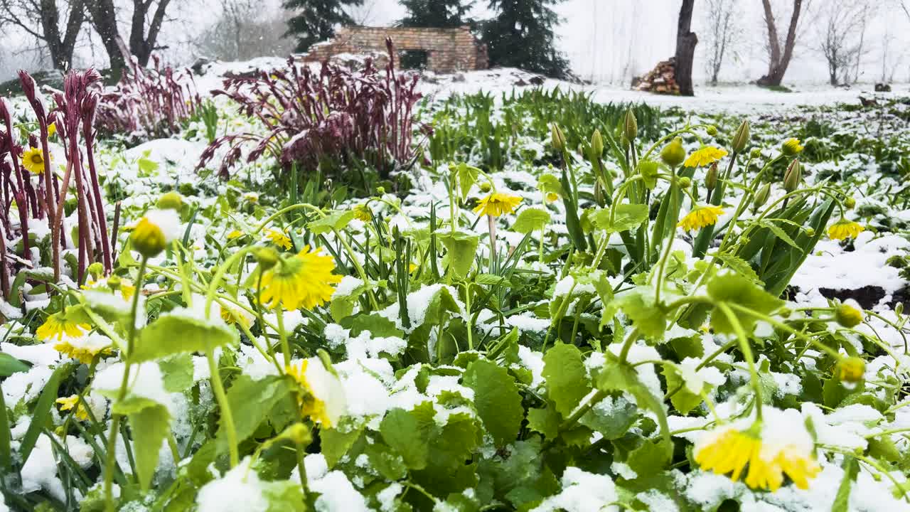Fiori gialli in fiore in giardino, improvvisa tempesta di neve primaverile ad aprile, Lettonia