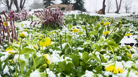 Gelb-Blühende-Blumen-Im-Garten,-Plötzlicher-Frühlingsschneesturm-Im-April,-Lettland