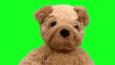 brown plush dog stuffed animal on green screen