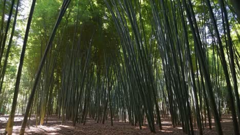 el bosque de bambú