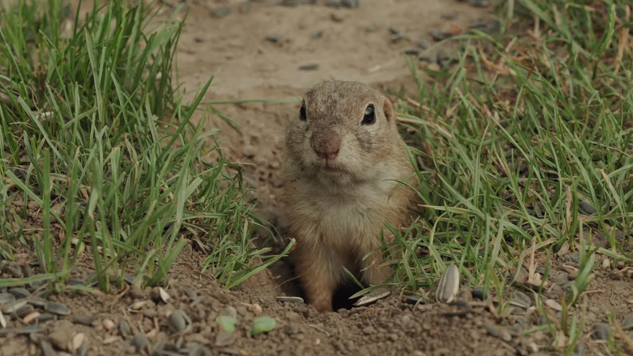 Closeup of a groundhog curiously looking out from his hole
