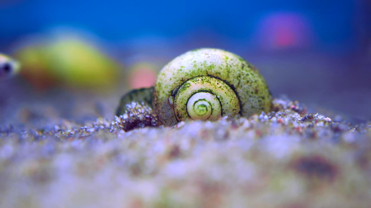 Snail in an Aquarium